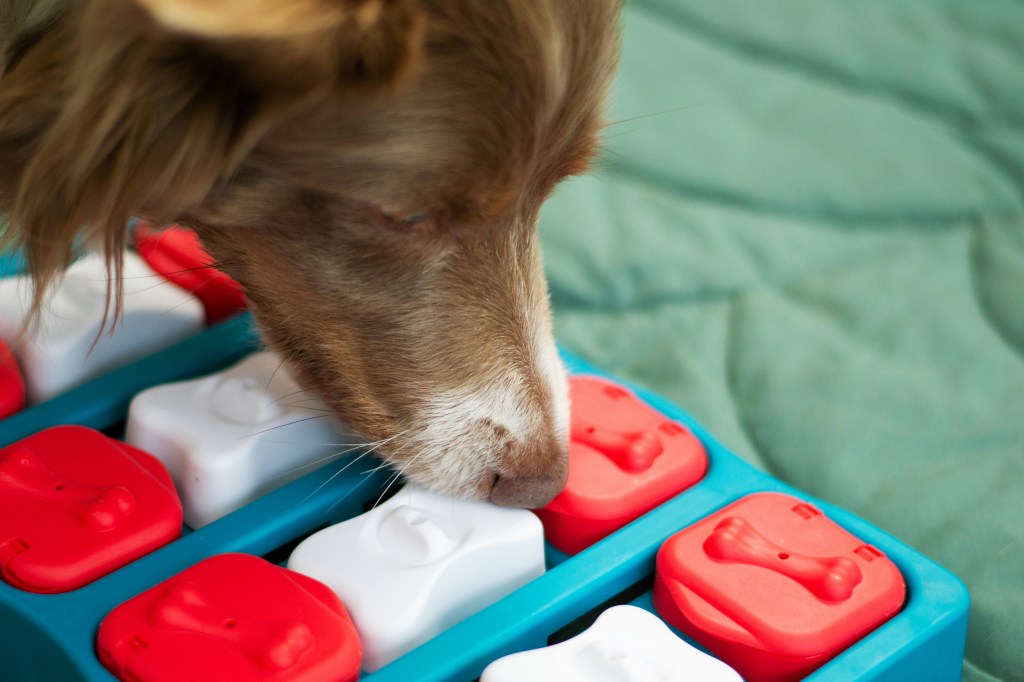 dog playing with a dog puzzle game