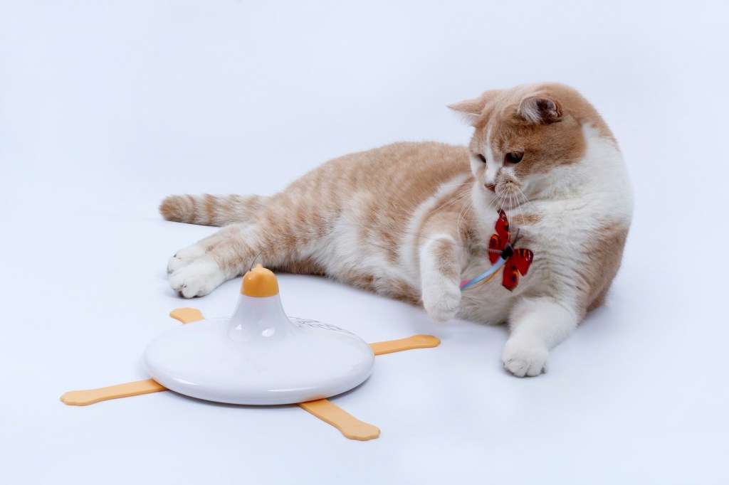 cat playing with an interactive toy