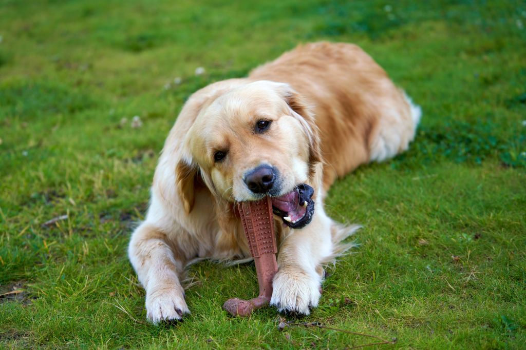 dog chewing on a toy bone