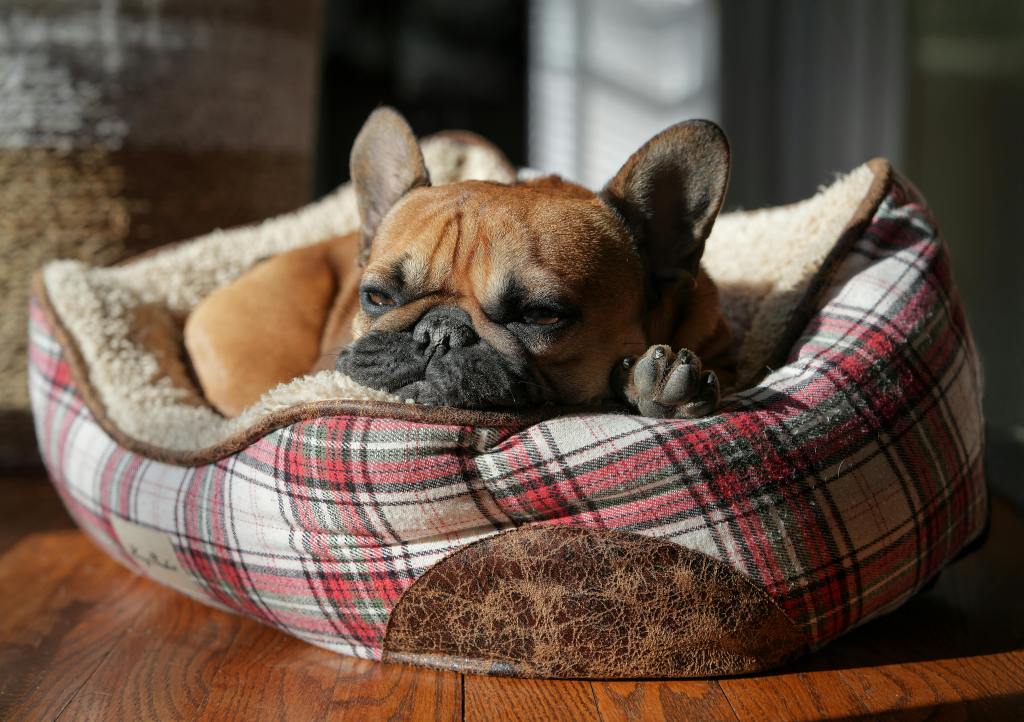 Small dog lying asleep in a dog bed