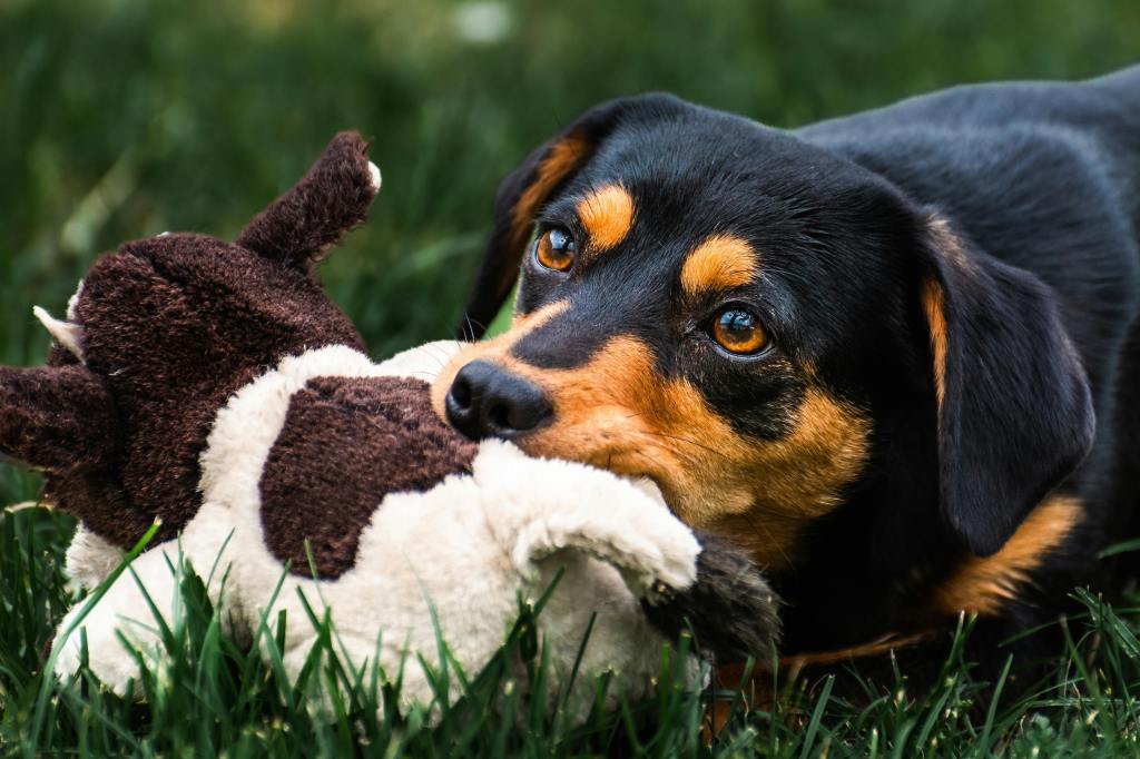 dog playing with a soft plush toy