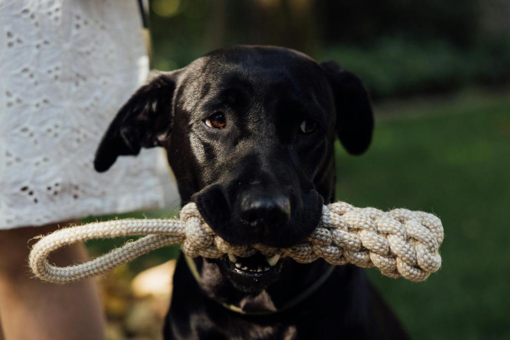 dog holding a rope toy in it mouth