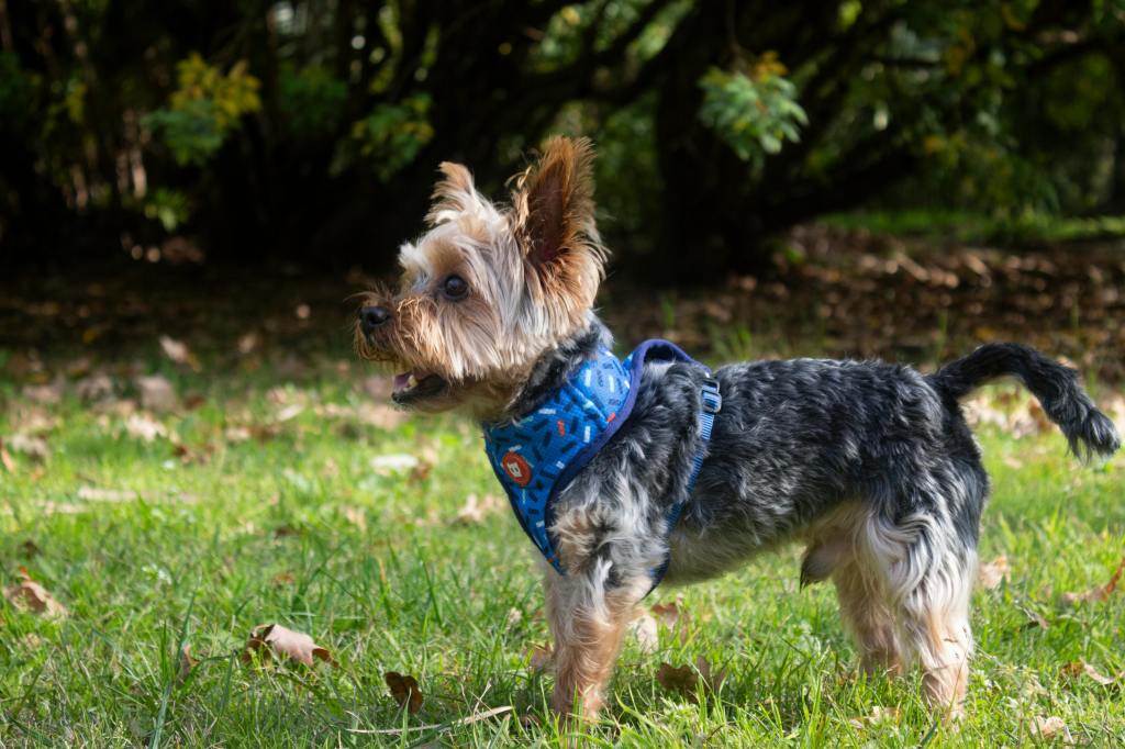 little dog wearing a harness