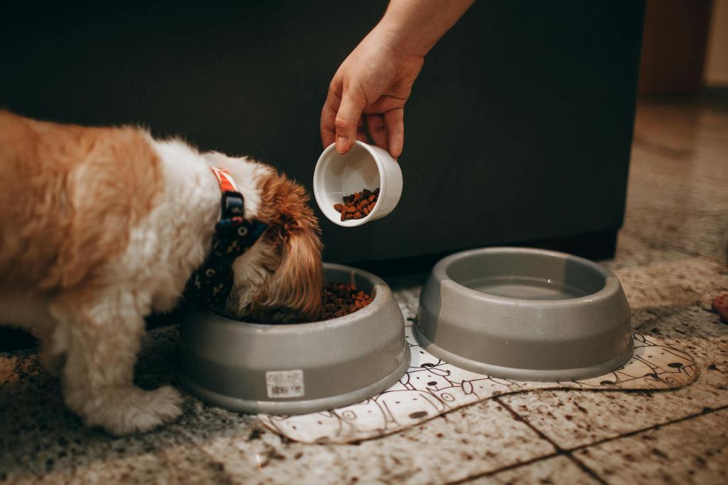 dog eating from a bowl and a bowl of water