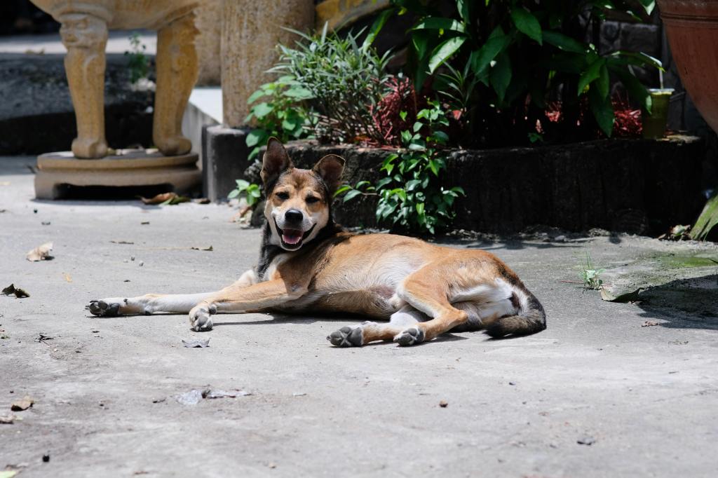 Dog lying in the sun