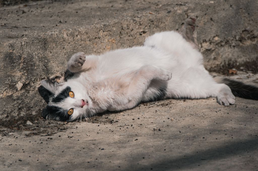 cat lying in the sun