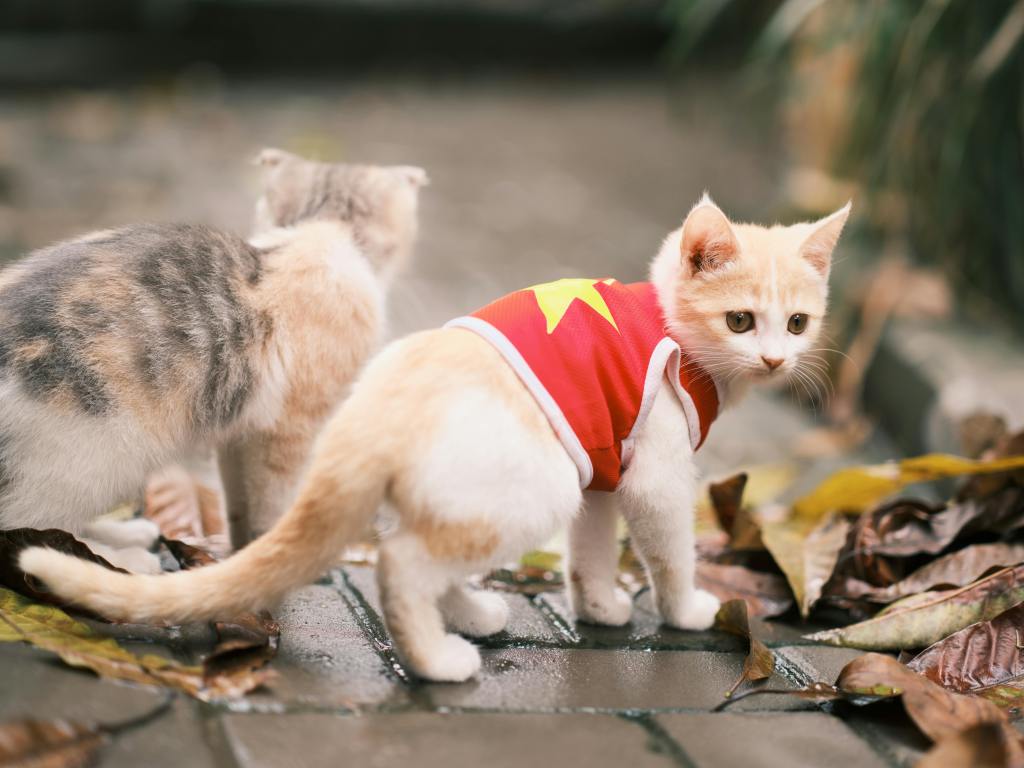 2 kittens 1 wearing a vest