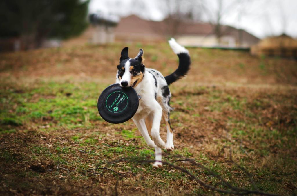 dog running with a frisbee toy