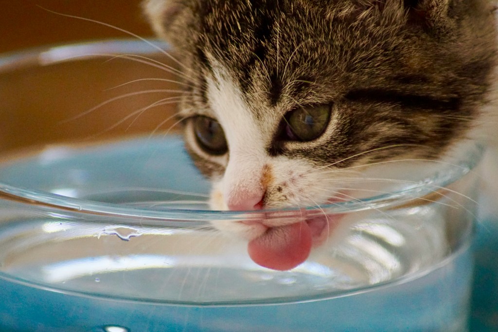 cat drinking from a bowl of water