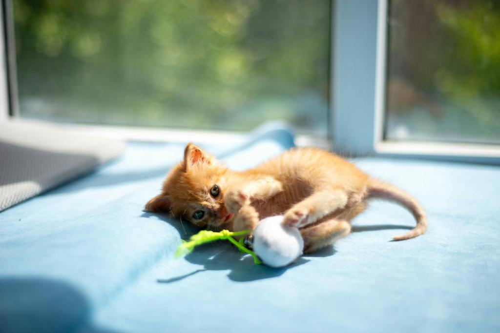 kitten playing with a ball