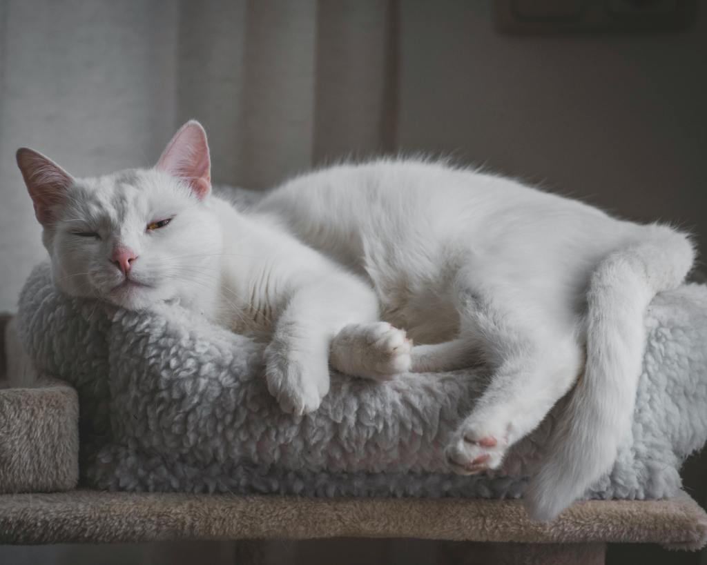 cat asleep in a cat bed