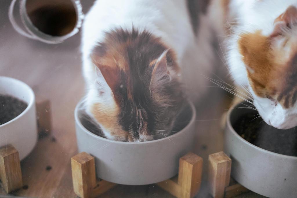 two cats eating out of bowls