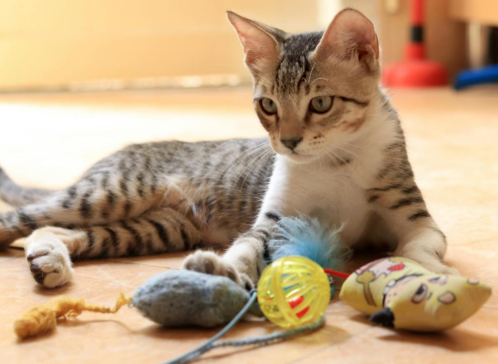 cat with a selection of toys a round it