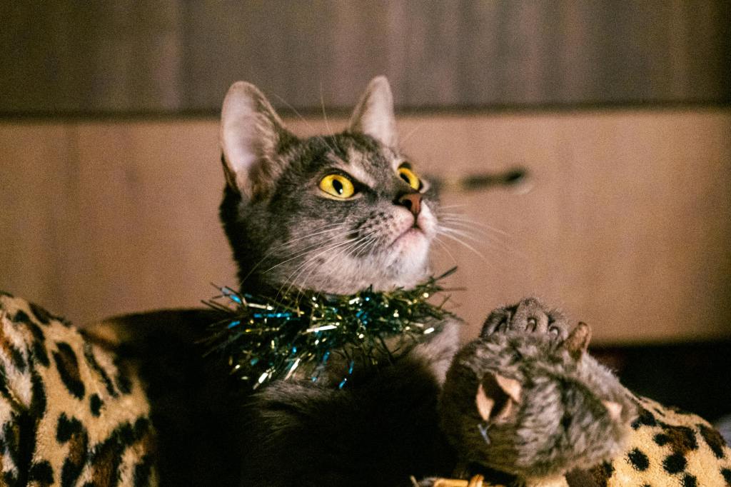 cat wearing tinsel as a collar