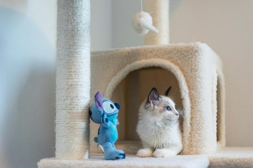 cat lying in a tunnel on a scratch post