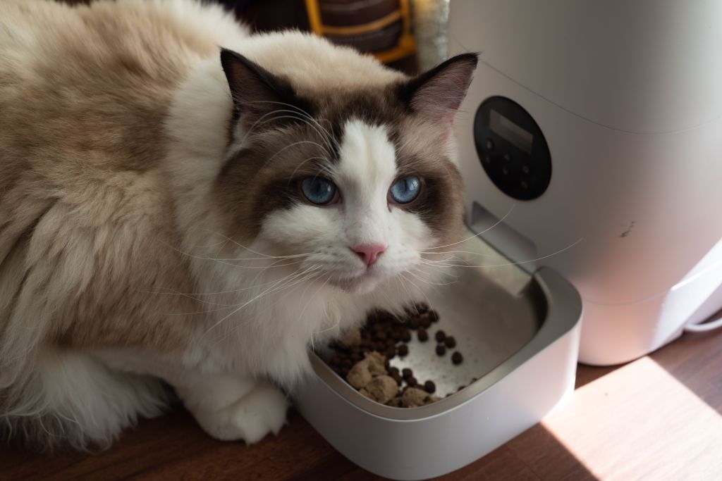 cat eating out of an automatic feeder